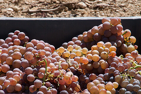 Mas Gabinèle harvest of grapes