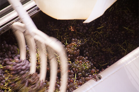 Mas Gabinèle harvest of grapes