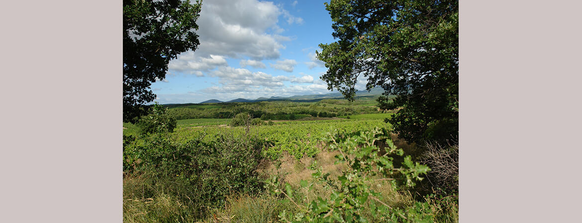 vente et négoce de vins Mas gabinèle Montpellier