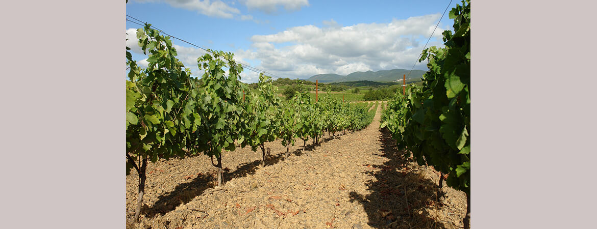 sale and trade of Mas Gabinèle wines Toulouse