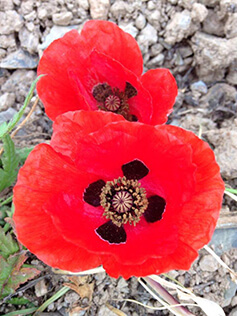 Vignoble Mas Gabinèle à Béziers