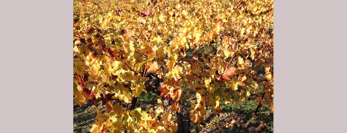 Mas Gabinèle Béziers vineyard