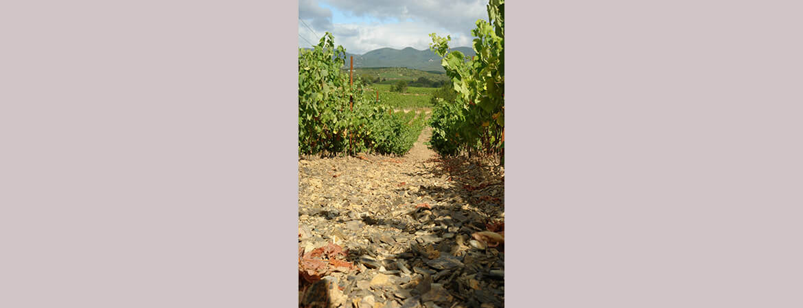 Mas Gabinèle Béziers vineyard
