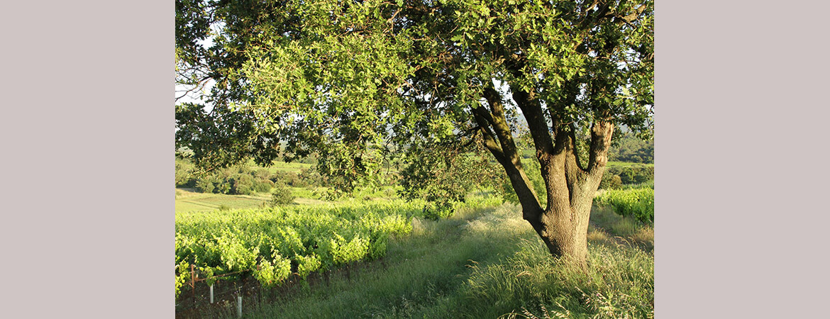 Mas Gabinèle Béziers vineyard