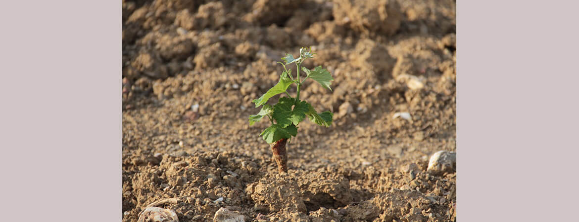 Mas Gabinèle Béziers vineyard