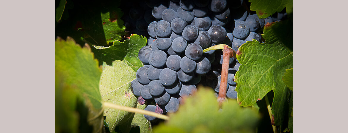 Mas Gabinèle Béziers vineyard