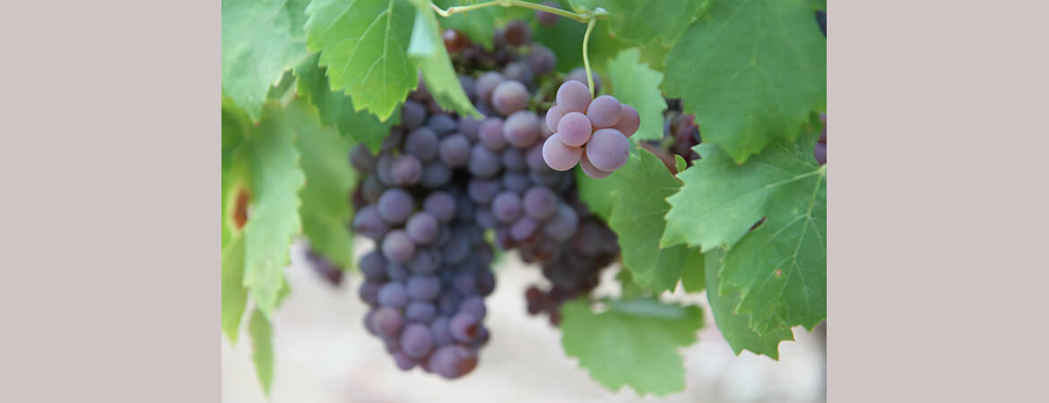 Mas Gabinèle Béziers vineyard