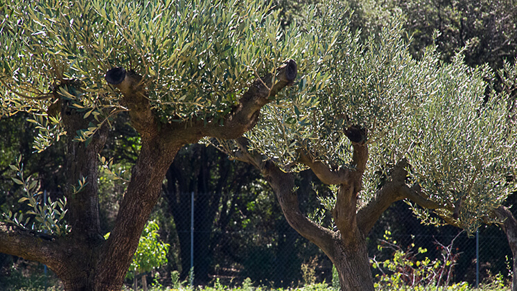 L'Olivette, olive groves for making artisanal olive oil